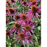 GRDplanten 6 x Echinacea purpurea 'Pica Bella' - Sonnenhut - Topf 9x9 cm