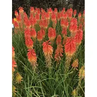 GRDplanten 6 x Kniphofia hybr. 'Papaya Popsicle' - Fackellilie - Topf 9 x 9 cm