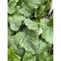 GRDplanten 6 x Tellima grandiflora - Falsche Alraunwurzel - Topf 9 x 9 cm