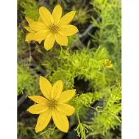 GRDplanten 6 x Coreopsis vert. 'Zagreb' - Mädchenauge - Topf 9 x 9 cm