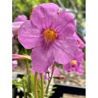GRDplanten 6 x Incarvillea delavayi - gloxinie - Topf 9 x 9 cm