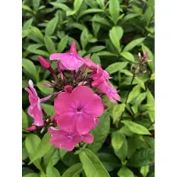 GRDplanten 6 x Phlox (p) 'Rijnstroom' - Flammenblume - Topf 9 x 9 cm