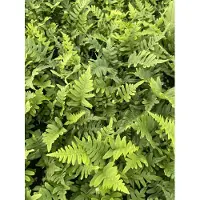 GRDplanten 6 x Polypodium vulgare - Tüpfelfarn - Topf 9 x 9 cm