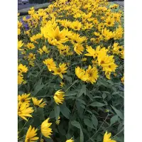 GRDplanten 6 x Helianthus atrorubens – Rauhaarige Stauden Sonnenblume - Topf 9x9 cm