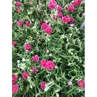 GRDplanten 6 x Helianthemum hybr. 'Cerise Queen'- Sonnenröschen - Topf 9x9 cm