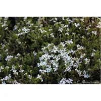 GRDplanten 6 x Iberis Sempervirens 'Weisser Zwerg' - Schleifenblume - Topf 9 x 9 cm