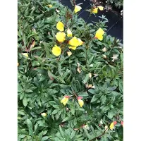 GRDplanten 6 x Oenothera frut. 'Sonnenwende' - Nachtkerze - Topf 9 x 9 cm