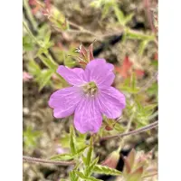 GRDplanten 6 x Geranium endressii - Storchenschnabel- Topf 9 x 9 cm