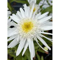 GRDplanten 6 x Leucanthemum (s) 'Christ. Hagemann' - Margerite - Topf 9 x 9 cm