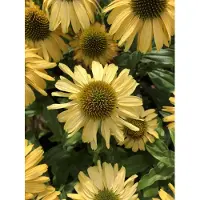 GRDplanten 6 x Echinacea purp. 'Sunseekers Yellow' - Sonnenhut - Topf 9x9 cm