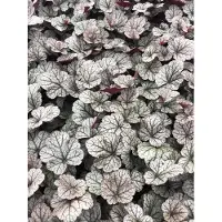 GRDplanten 6 x Heuchera hybr. 'Silver Scrolls' - Purpurglöckchen - Topf 9x9 cm
