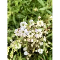 GRDplanten 6 x Gypsophila repens 'Alba' – Schleierkraut - Topf 9x9 cm