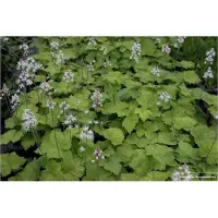 GRDplanten 6 x Tiarella cordifolia - Schaumblüte - Topf 9 x 9 cm