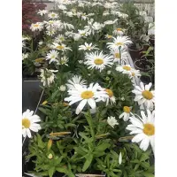 GRDplanten 6 x Leucanthemum (s) 'Snow Lady' - Margerite - Topf 9 x 9 cm