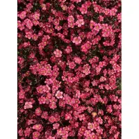 Brandless 6 x Saxifraga (A) Peter Pan - Moos-Steinbrech robust - winterhart - Topf 9 x 9cm