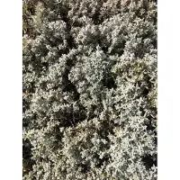 Brandless 6 x Cerastium biebersteinii 'Yoyo' - Hornblume im 9x9 cm Topf