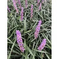 GRDplanten 6 x Liriope muscari - Glöckchenentraube - Topf 9 x 9 cm
