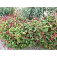 GRDplanten 6 x Persicaria amplexicaulis ‘Lisan’ - Kerzen-Knöterich - Topf 9x9 cm