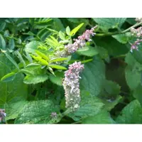 GRDplanten 6 x Salvia sclarea - Sternmoos - Topf 9 x 9 cm