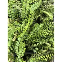GRDplanten 6 x Asplenium trichomanes - Streifenfarn - Topf 9 x 9 cm