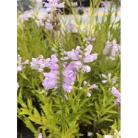 GRDplanten 6 x Physostegia virg. 'Bouquet Rose' - Gelenkblume - Topf 9 x 9 cm