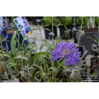 GRDplanten 6 x Scabiosa cauc. 'Perfecta' - Skabiose - Topf 9 x 9 cm