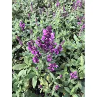 GRDplanten 6 x Salvia nem. 'Pink Friesland' - Sternmoos - Topf 9 x 9 cm