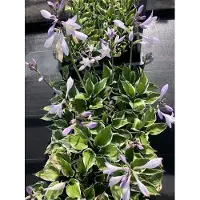 GRDplanten 6 x Hosta hybr. 'Patriot' - Funkie - Topf 9 x 9 cm