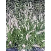 GRDplanten 6 x Pennisetum alopecuroides (compressum) - Lampenputzergras - Topf 9 x 9 cm