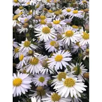GRDplanten 6 x Kalimeris inc. 'Madiva' - Schönaster - Topf 9 x 9 cm