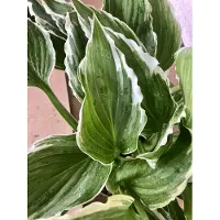 GRDplanten 6 x Hosta ‘Undulata Albomarginata’ – Funkie - Topf 9 x 9 cm