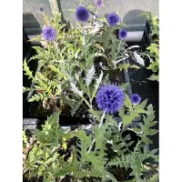GRDplanten 6 x Echinops ritro 'Veitch's Blue' – Kugeldistel - Topf 9x9 cm