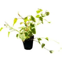GRDplanten 6 x Houttuynia cord. 'Chameleon' - Bunter Eidechsenschwanz - Topf 9 x 9 cm