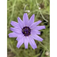 GRDplanten 6 x Catananche caerulea - Weiße Rasselblume - Topf 9 x 9 cm