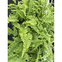 GRDplanten 6 x Dryopteris f.-m. 'Barnesii' - Schmale Wurmfarn 'Barnesii' - Topf 9 x 9 cm