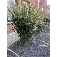 Brandless 6 x Panicum virgatum 'Northwind' - Fingerhut im 9x9cm Topf