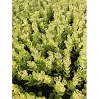 GRDplanten 6 x Sedum spect. 'Brillant' - Fettblatt - Topf 9 x 9 cm