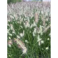 Brandless 6 x Pennisetum alopecuroides ‘Little Bunny' – Zwerg Lampenputzergras Topf 9cm x 9cm