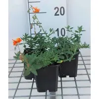 GRDplanten 6 x Helianthemum hybr. 'Bronzeteppich' - Sonnenröschen - Topf 9 x 9 cm