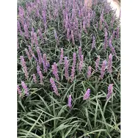 GRDplanten 6 x Liriope muscari 'Moneymaker' - Glöckchenentraube - Topf 9 x 9 cm