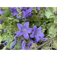 GRDplanten 6 x Campanula portenschlagiana ( muralis) - Bergminze - Topf 9 x 9 cm