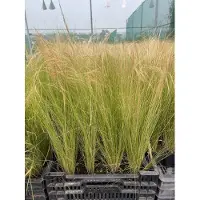 GRDplanten 6 x Stipa tenuifolia ( ponytails) - Feines Federgras - Topf 9 x 9 cm