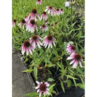 GRDplanten 6 x Echinacea pur. 'Pretty Parasols' (j.s. engeltje) - Sonnenhut - Topf 9x9 cm