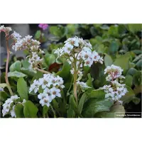 Brandless 6 x Bergenia hybr. 'Bressingham White' - Cobbler Pflanze im 9x9cm Topf