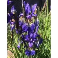 GRDplanten 6 x Iris sib. 'Blue King' - Schwertlilie - Topf 9 x 9 cm