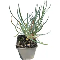 GRDplanten 6 x Dianthus (p) 'Albus Plenus' - Nelke - Topf 9 x 9 cm