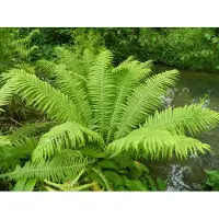 GRDplanten 6 x Matteuccia struthiopteris - Straußenfarn - Topf 9 x 9 cm