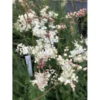 GRDplanten 6 x Filipendula vulgaris - Kleiner Mädesüß - Topf 9x9 cm