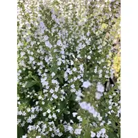 Brandless 12 x Calamintha nepeta ssp. nepeta - Felsenthymian im 9x9 cm Topf