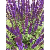 GRDplanten 6 x Salvia nemorosa 'Caradonna' - Ziersalbei - Topf 9x9 cm
